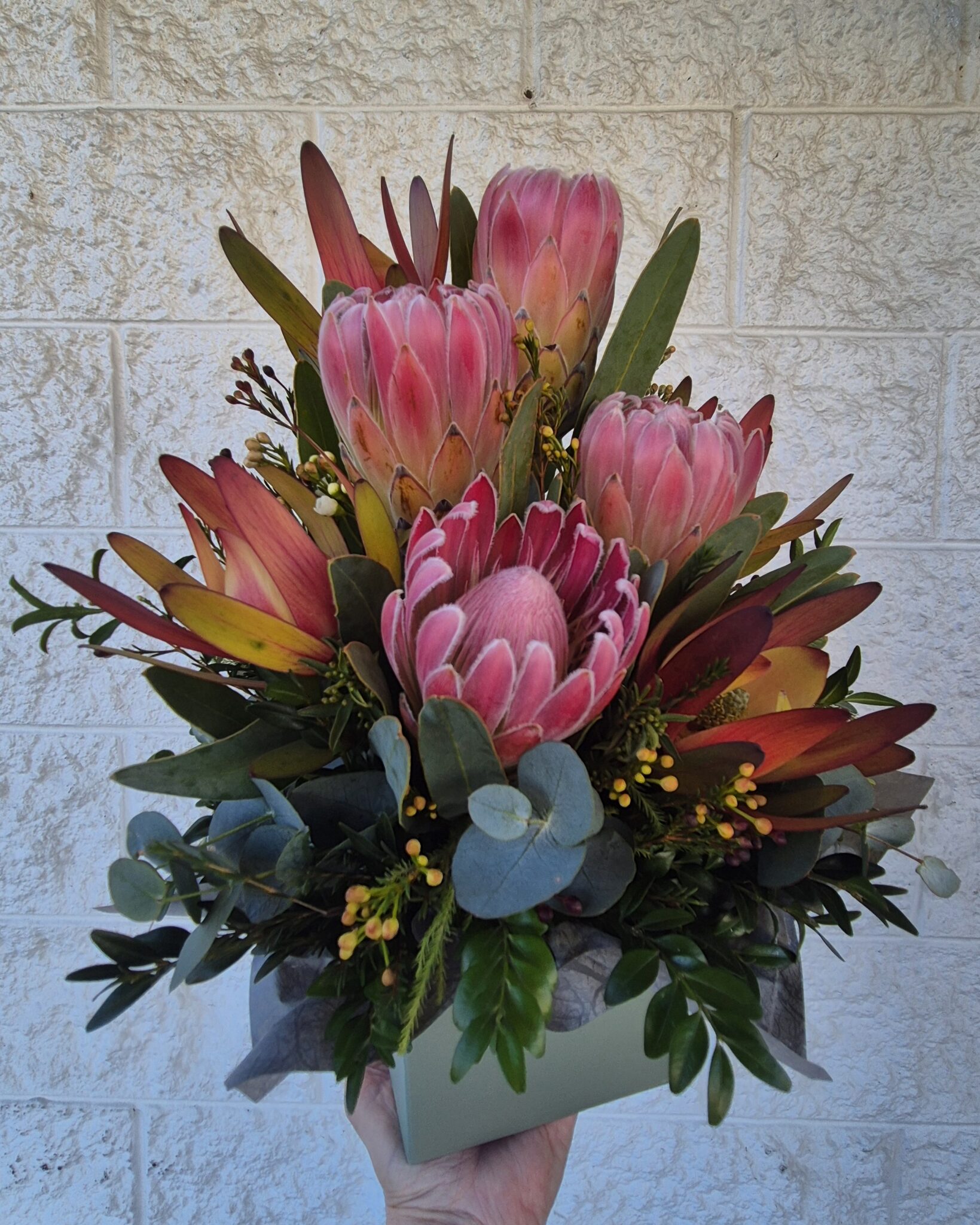 Protea Dream
